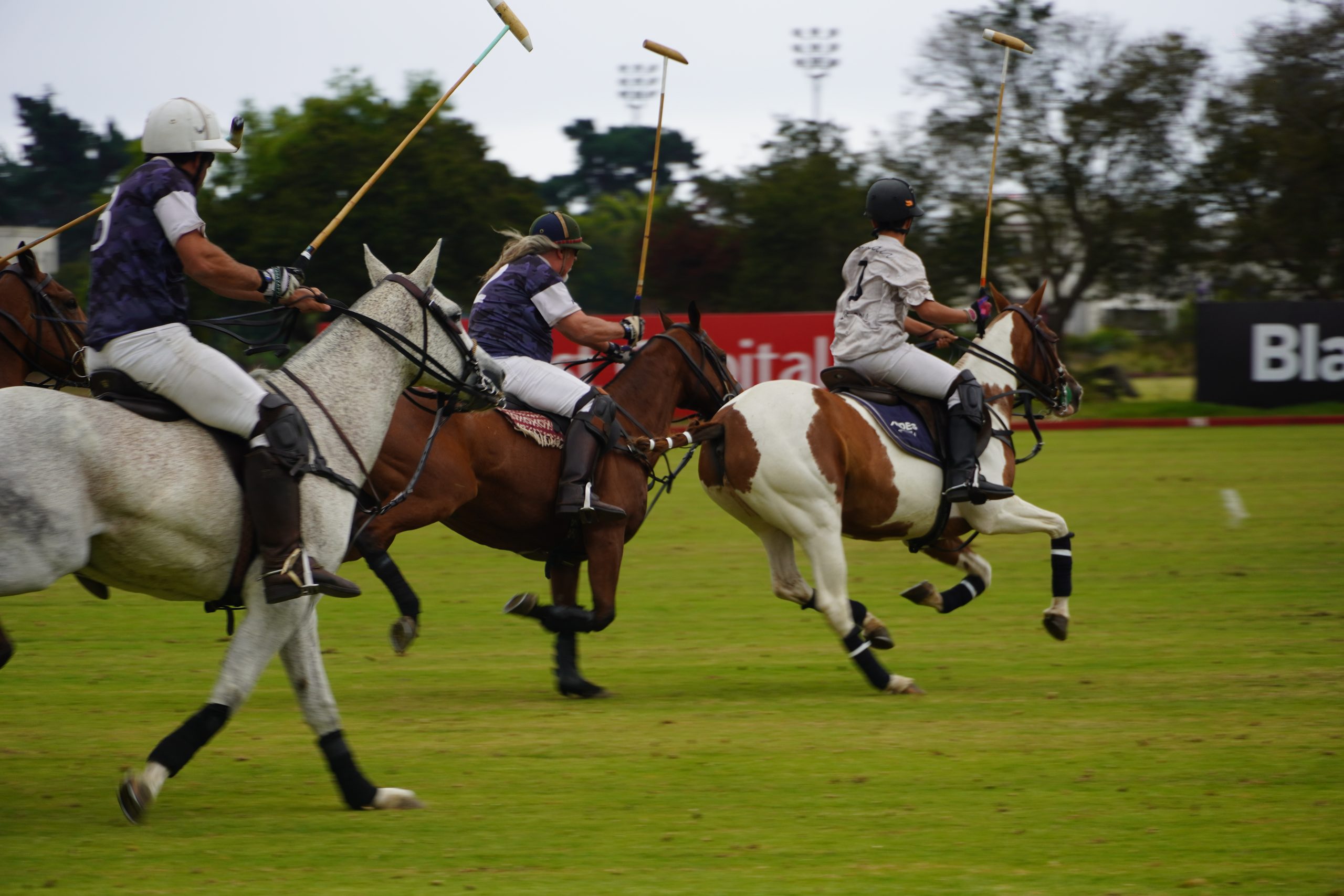 Temporada Polo Cachagua 2026 (Club Ecuestre Calá Vicuña, verano 2026)  